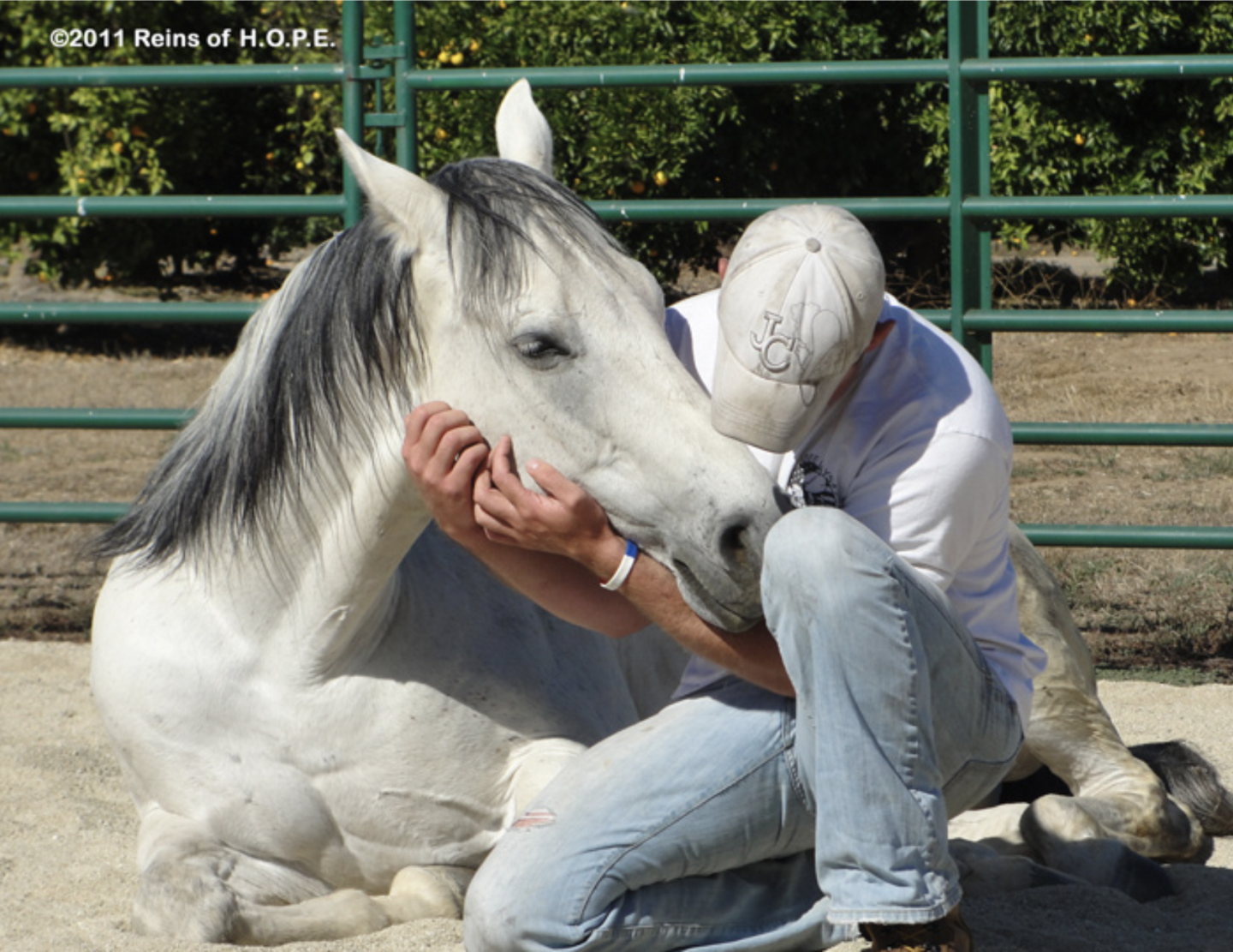 horses