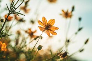 Yellow Flower